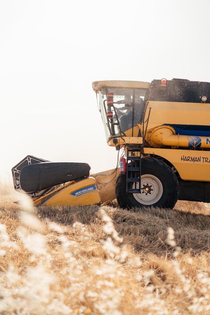 Combine harvester working in a golden wheat field under bright sunlight.